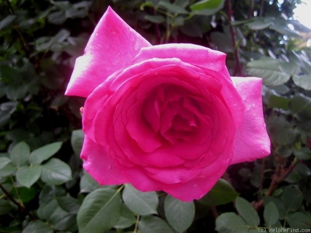 'Old Fragrance' rose photo