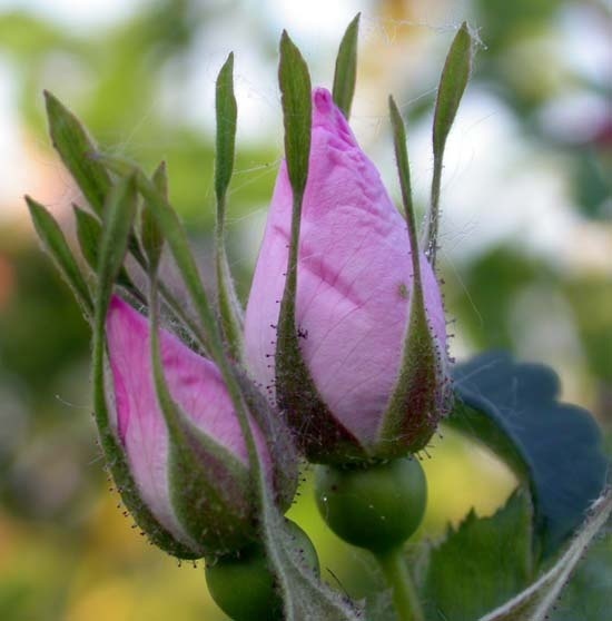 '<i>Rosa melina</i> Greene synonym' rose photo