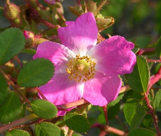 'R. multibracteata' rose photo