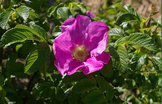 'R. rugosa typica' rose photo