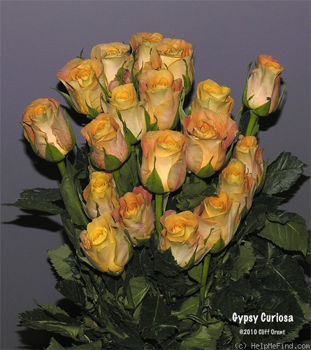 'Gypsy Curiosa' rose photo