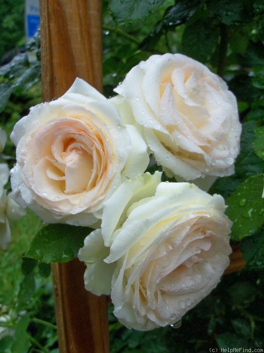 'White Eden ™' rose photo