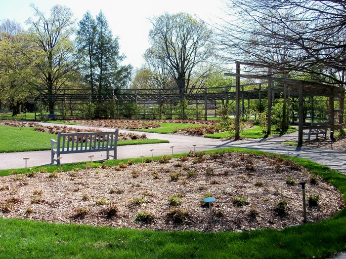 'Columbus Park of Roses'  photo