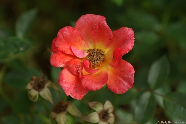 'Anna Ford ® (miniature, Harkness before 1979)' rose photo