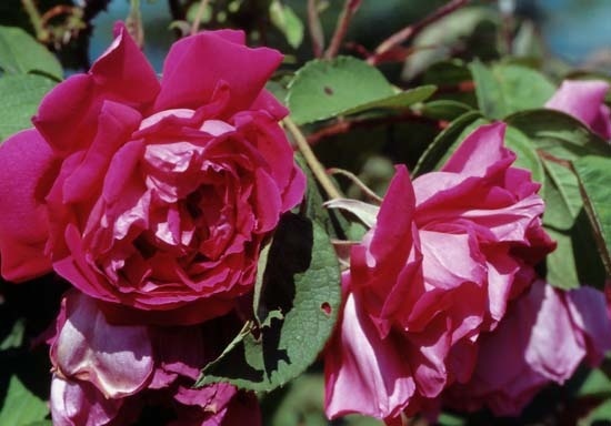 'Rose à Parfum de l'Hay' rose photo