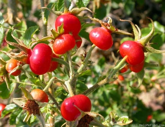 'Schneezwerg' rose photo