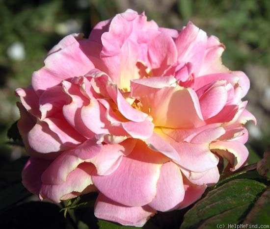 'Vanguard (hybrid rugosa, Stevens 1932)' rose photo