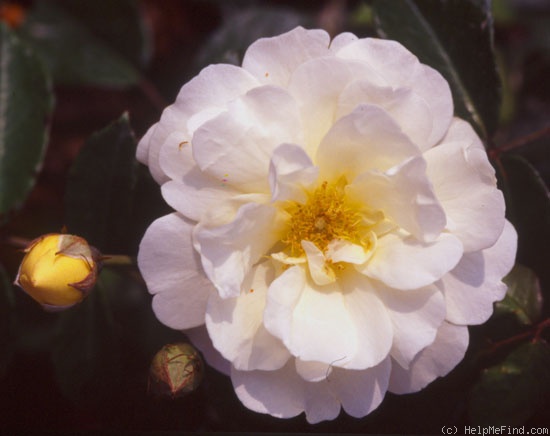 'Danaë (Hybrid Musk, Pemberton 1913)' rose photo