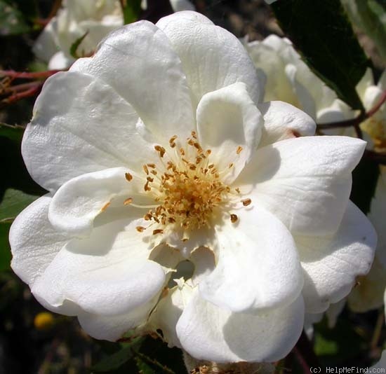 'Moonlight (hybrid musk, Pemberton, 1913)' rose photo