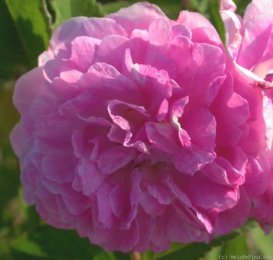 '<i>Rosa multiflora grevillei</i>' rose photo