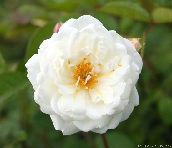 'Katharina Zeimet' rose photo