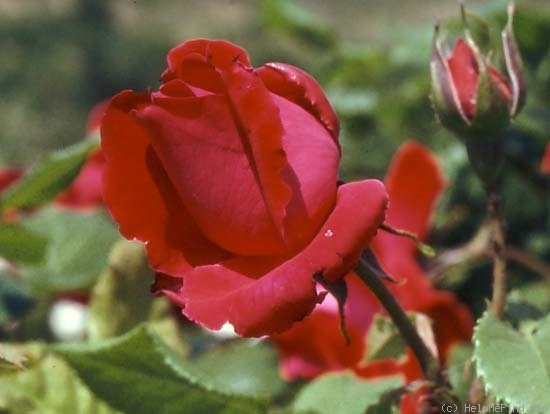 'Uncle Walter' rose photo
