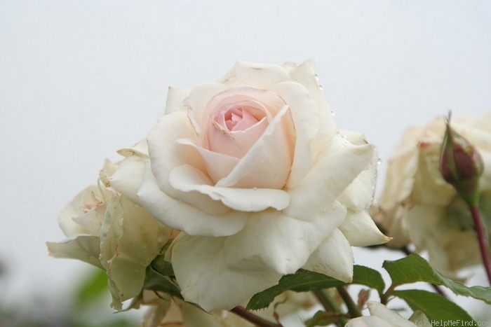 'Schwanensee ®' rose photo