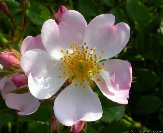 'Grouse' rose photo