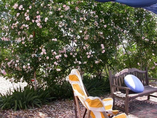 'New Dawn (large flowered climber, Dreer 1930)' rose photo