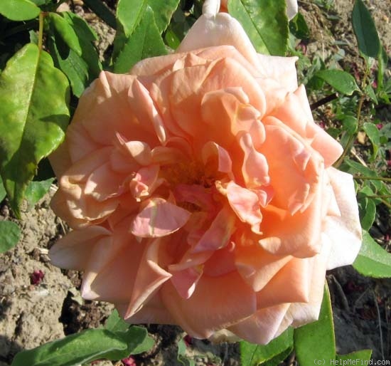 'Anna Olivier (tea, Ducher, 1872)' rose photo