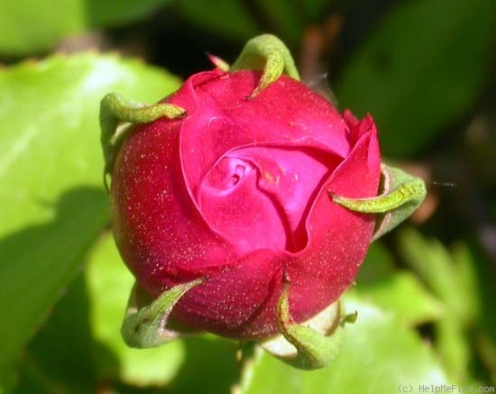 'Archiduc Joseph' rose photo