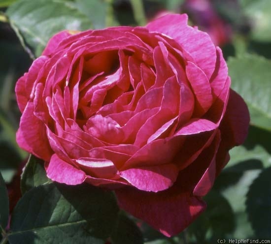 'Parkzierde' rose photo