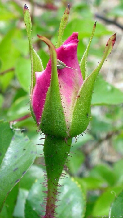 'Anemone (hybrid laevigata, Schmidt, 1896)' rose photo