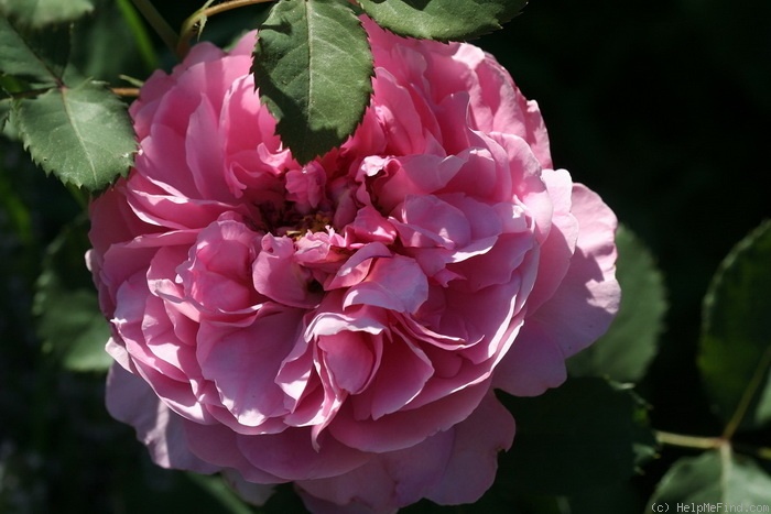 'Princess Alexandra of Kent' rose photo