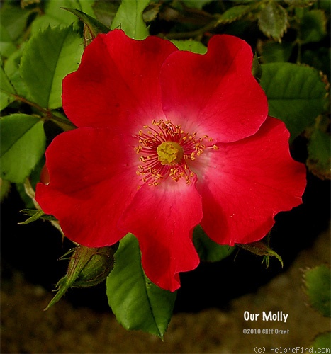 'Our Molly' rose photo
