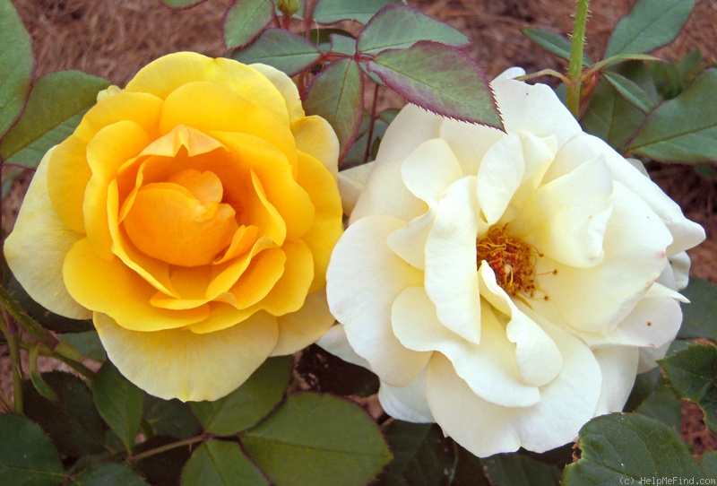 'Benita ®' rose photo