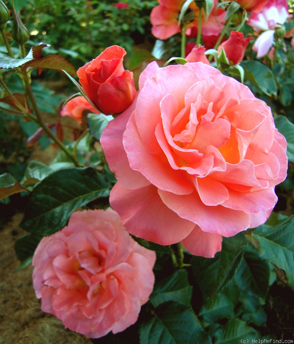 'Tatton' rose photo