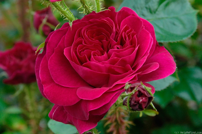 'Mel Hulse' rose photo