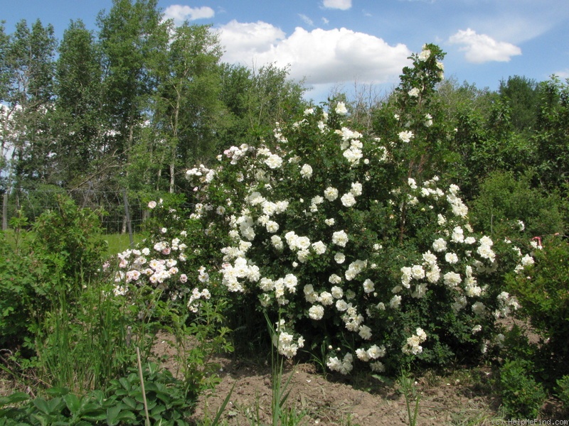 'Holland Double White Altai' rose photo