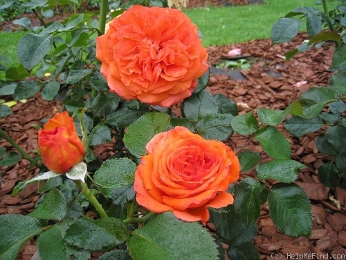 'Magdalena ® (hybrid tea, Adam, 2005)' rose photo