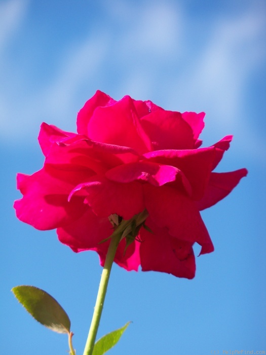 'Stephens' Big Purple (Hybrid Tea, Stephens, 1985)' rose photo