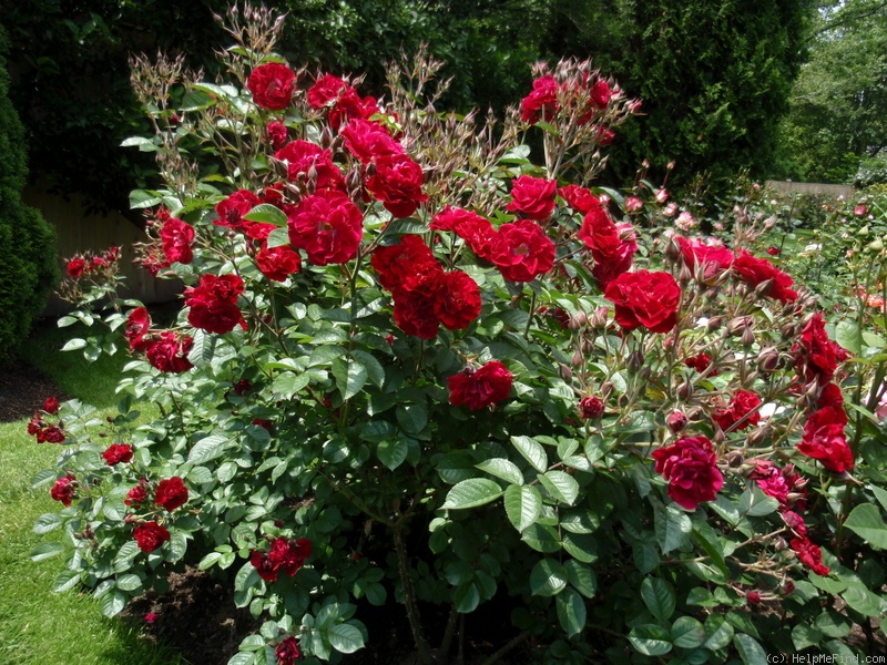 'Linda Campbell' rose photo
