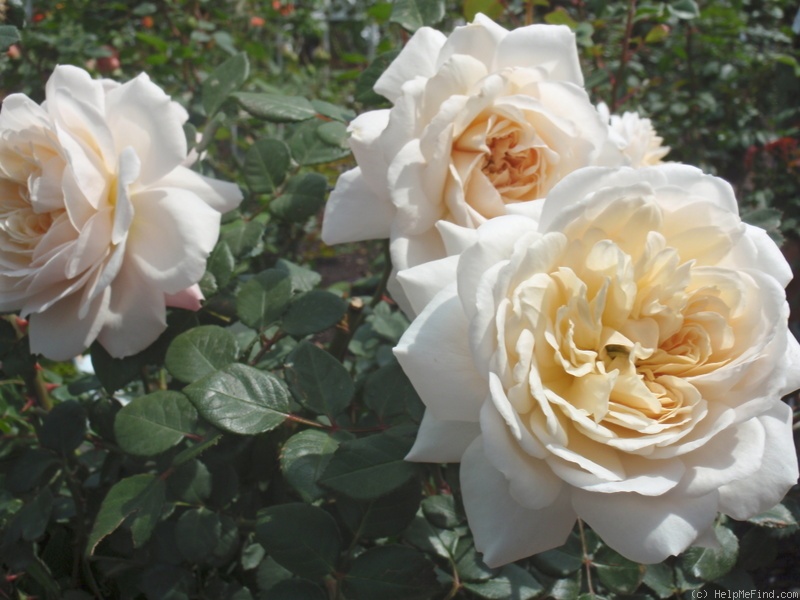 'Crocus Rose' rose photo