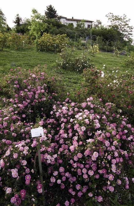 'Museo Giardino della Rosa Antica'  photo