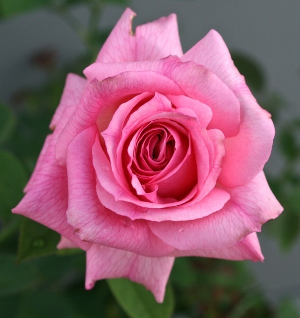 'Iridescent Pink' rose photo