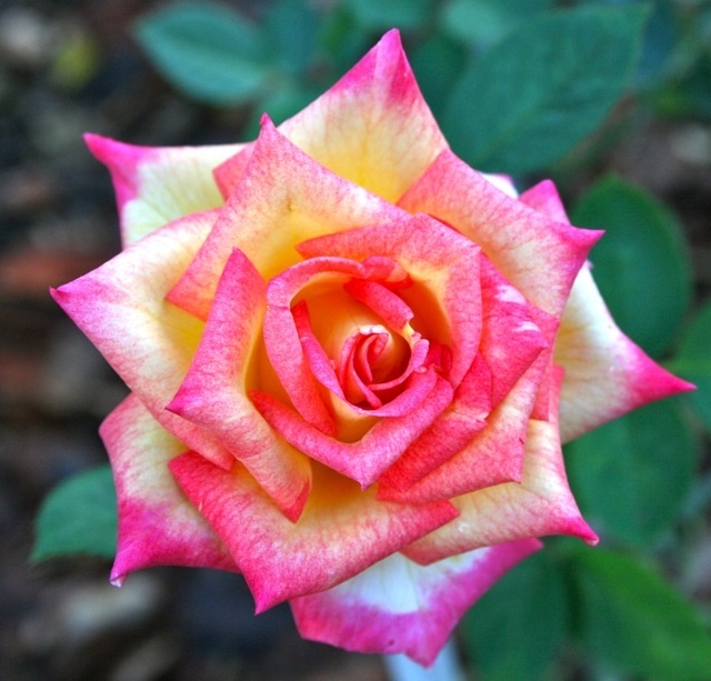 'Margie Bailey' rose photo