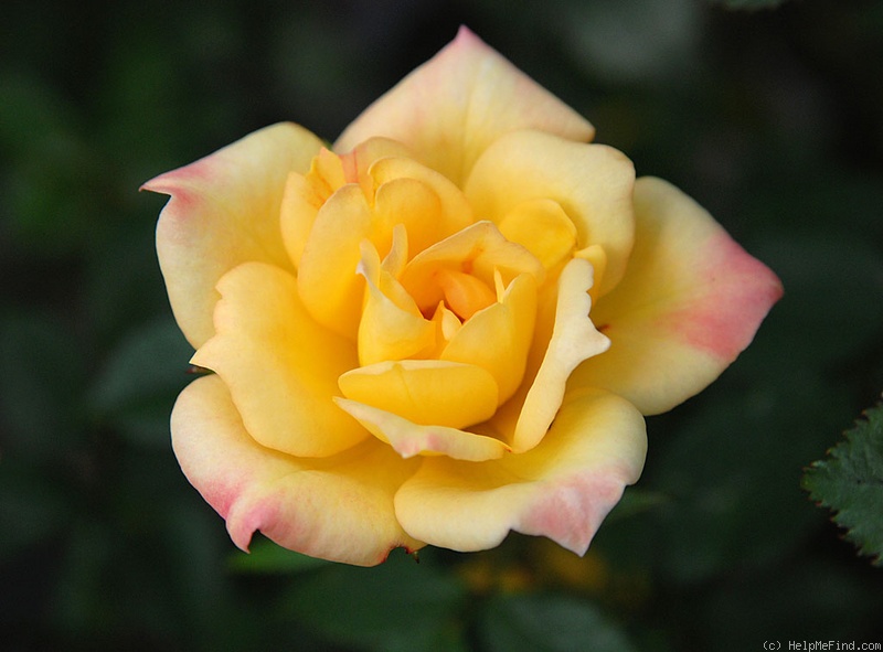 'Yellow Magic (miniature, Moore 1970)' rose photo