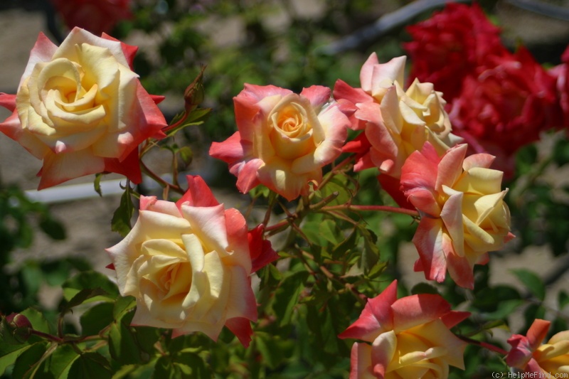 'Hiroshima's Children' rose photo