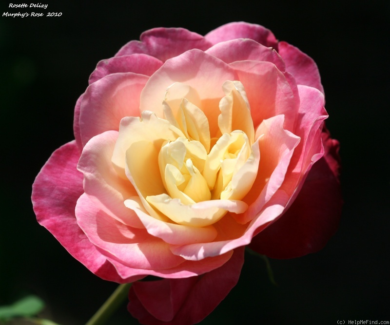 'Rosette Delizy' rose photo