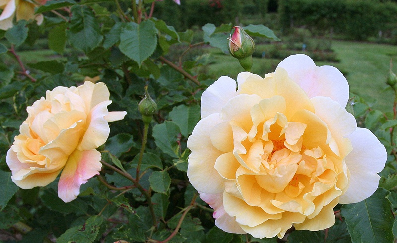 'Easlea's Golden Rambler' rose photo