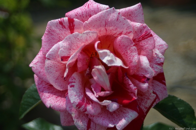 'Peppermint Splash' rose photo