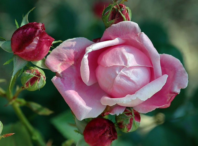 'Madame Caroline Testout (Hybrid Tea, Pernet-Ducher, 1890)' rose photo