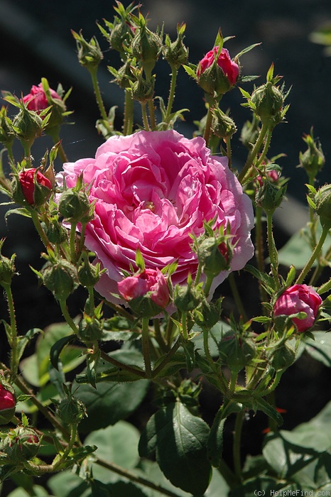 'Anna Scharsach (Hybrid Perpetual, Geschwind, 1890)' rose photo