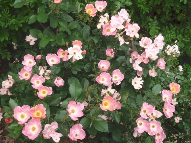 'Rainbow Knock Out ®' rose photo