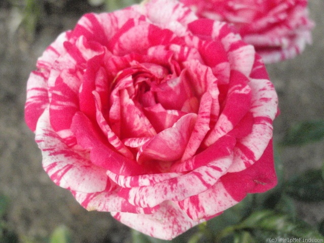 'Patriot Kordana' rose photo