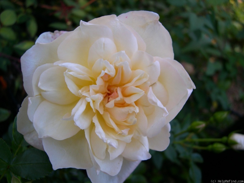 'Dixie Beauty ™' rose photo