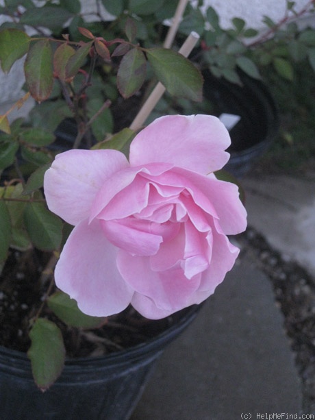 'Compassionate Friend (floribunda, Harkness, 1993)' rose photo