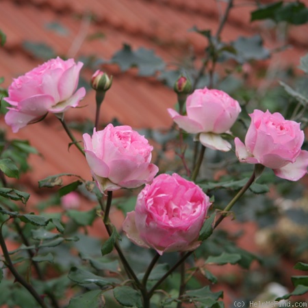 'Christian Schultheis' rose photo