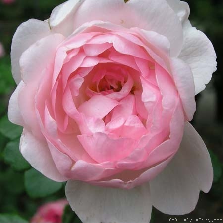 'Johannes Schultheis' rose photo