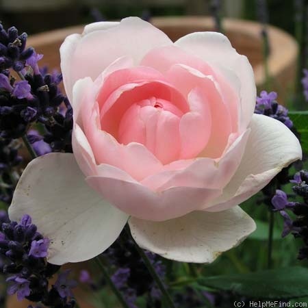'Johannes Schultheis' rose photo